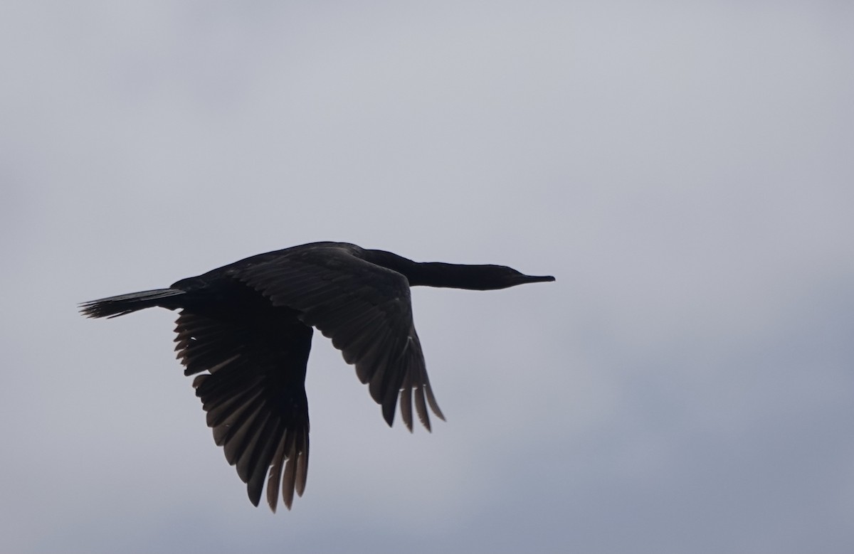 Pelagic Cormorant - ML621881771