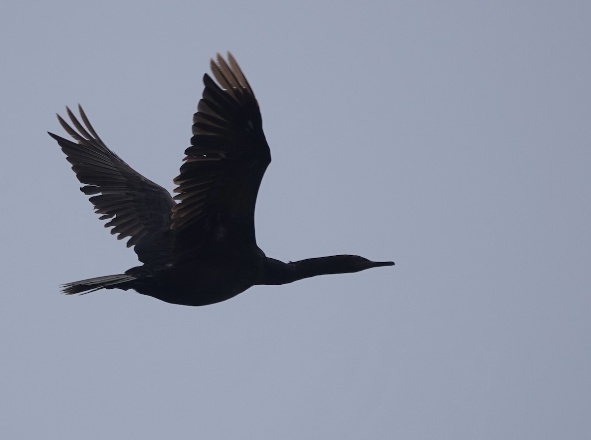 Pelagic Cormorant - ML621881774