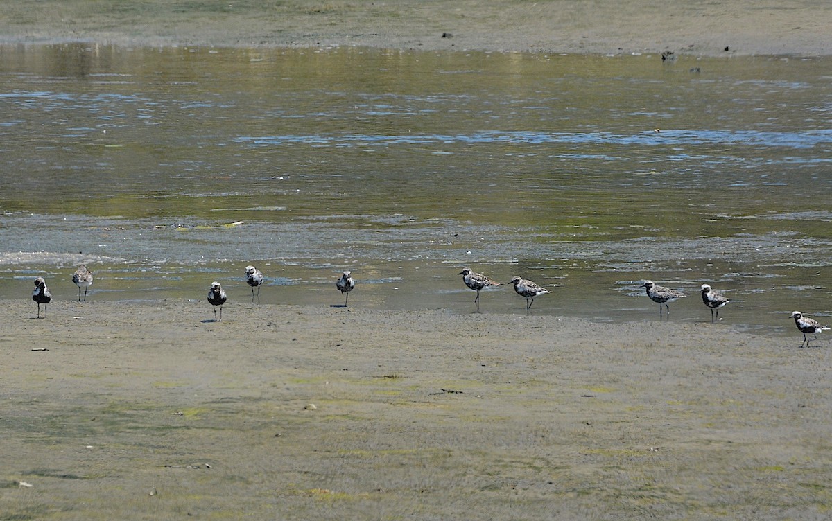 Black-bellied Plover - ML621881782