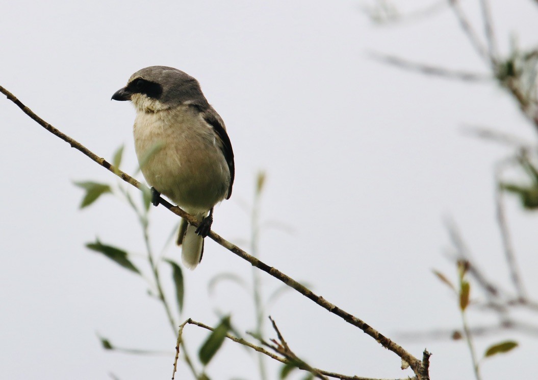 Loggerhead Shrike - ML621881783