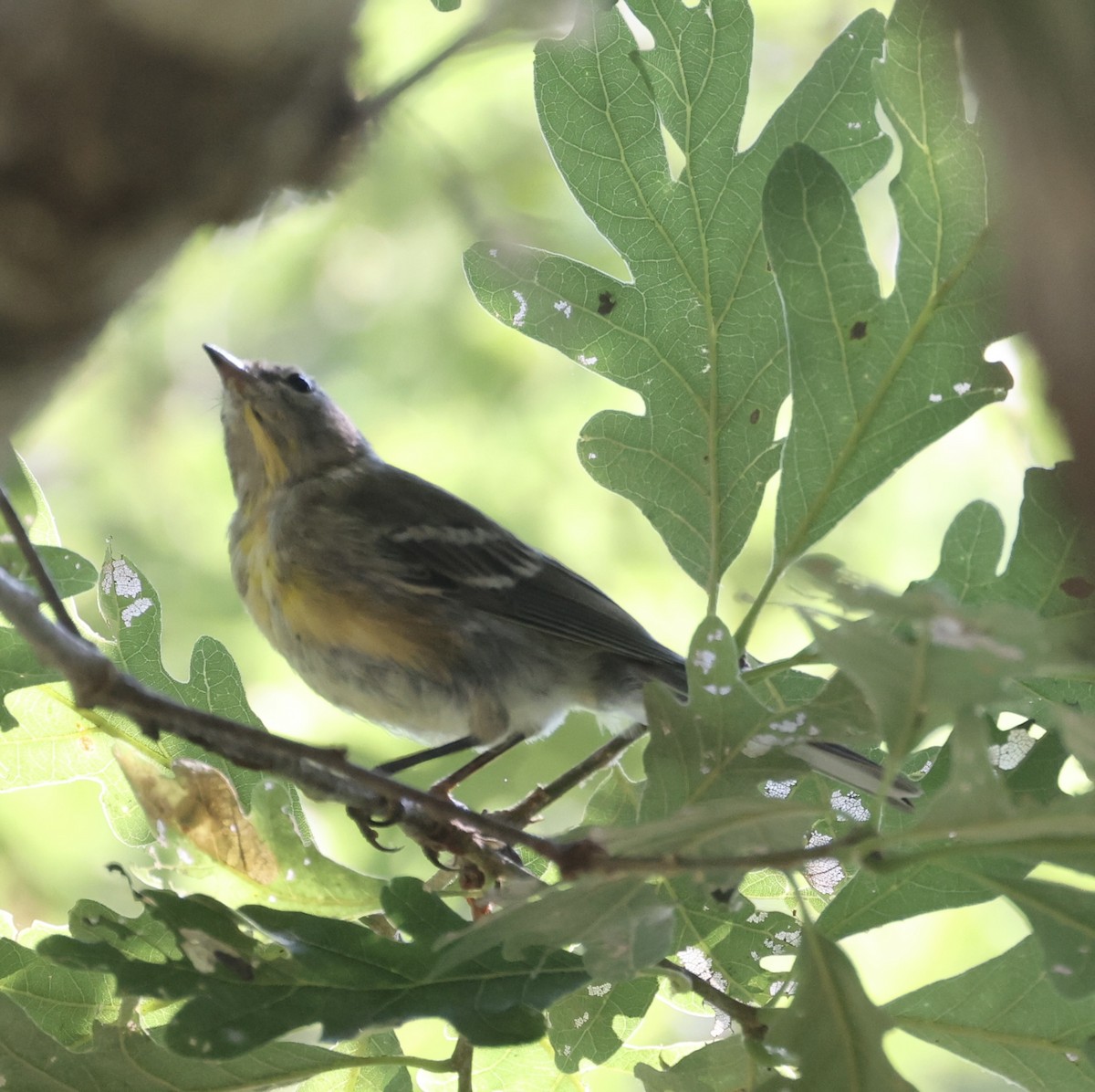 Pine Warbler - ML621881786