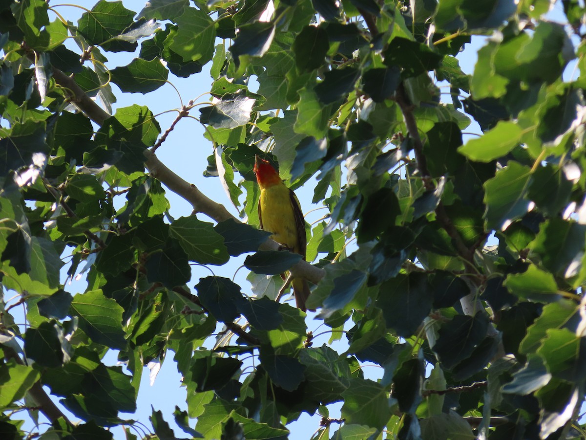 Western Tanager - ML621881791