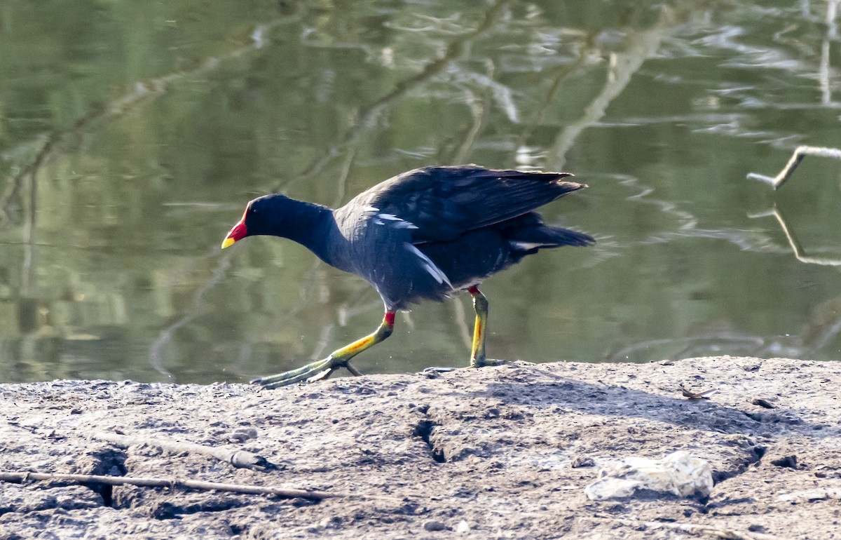 Eurasian Moorhen - Yehiel Engel