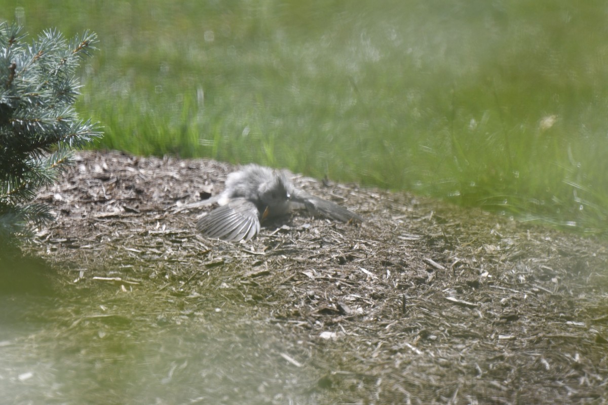 Tufted Titmouse - ML621881813