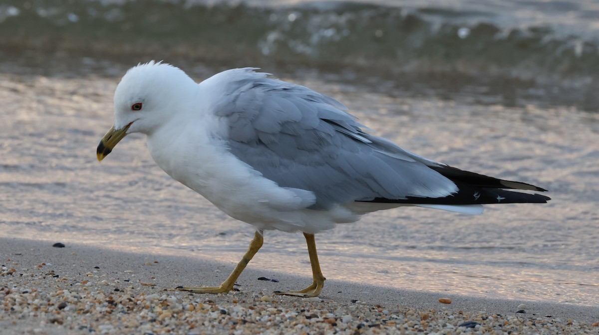 Ring-billed Gull - ML621881818