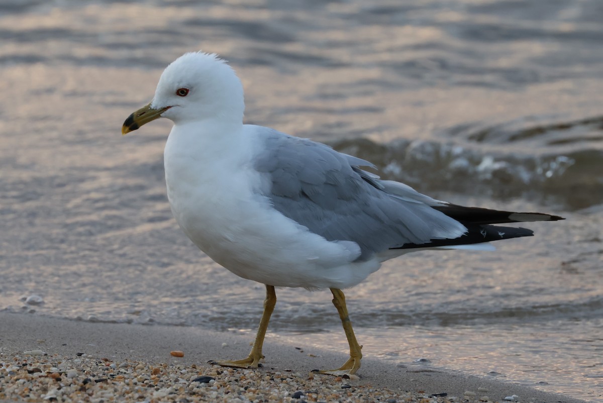 Ring-billed Gull - ML621881819