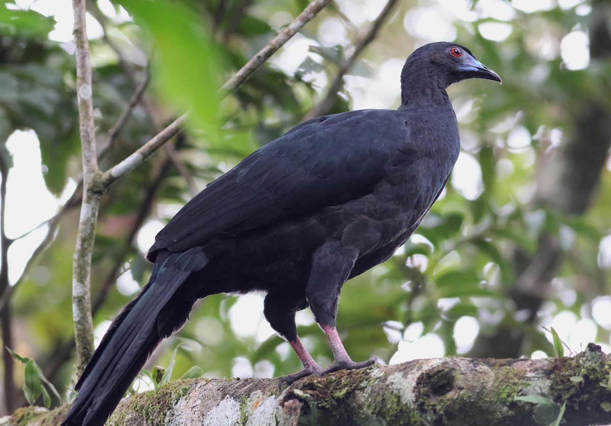 Black Guan - ML621881820