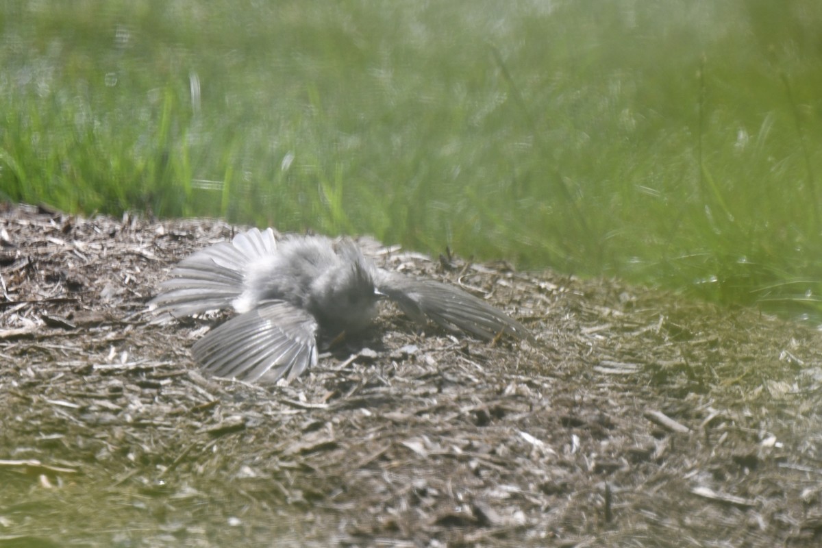 Tufted Titmouse - ML621881829