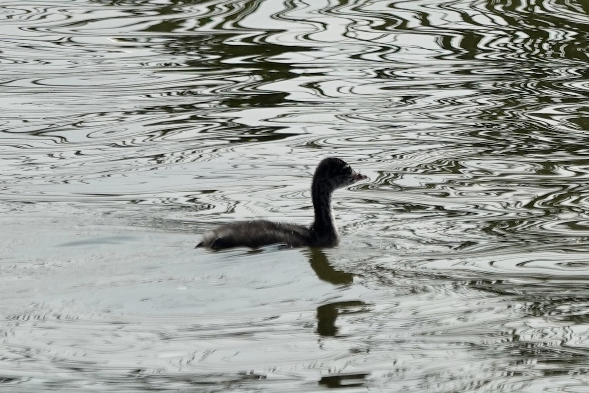 Eared Grebe - ML621881830