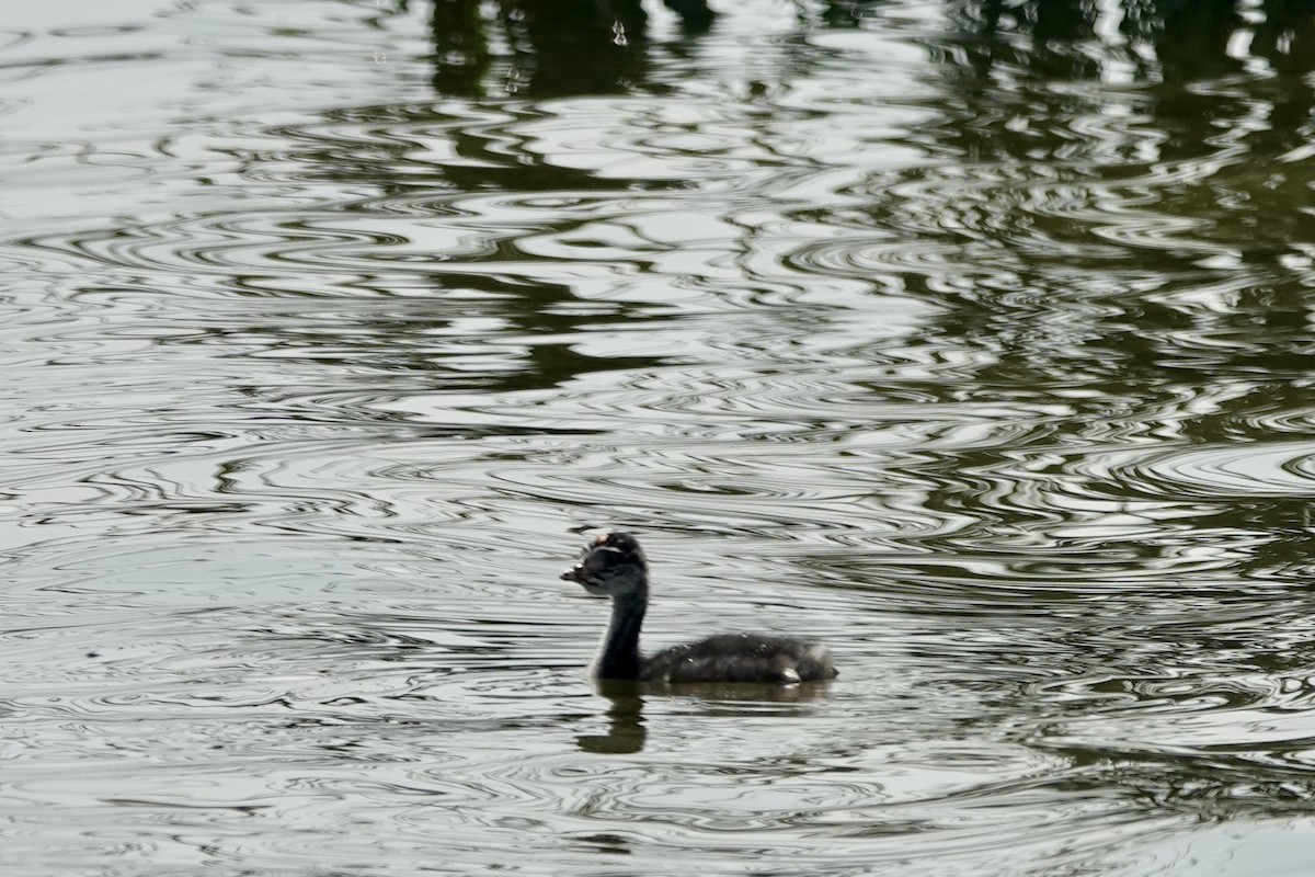 Eared Grebe - ML621881831