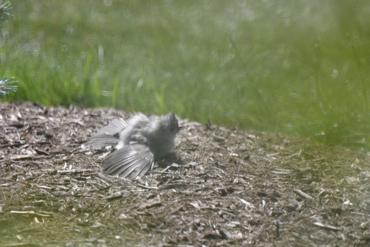 Tufted Titmouse - ML621881838