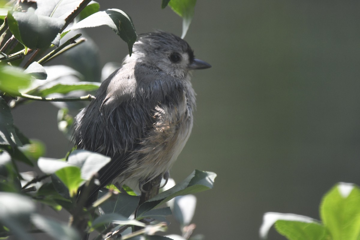 Tufted Titmouse - ML621881851