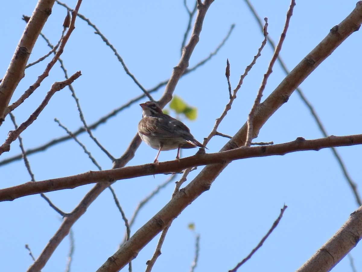 Lark Sparrow - ML621881853