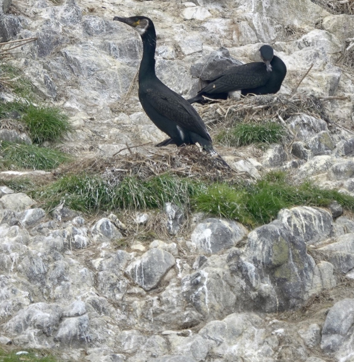 Japanese Cormorant - ML621881861