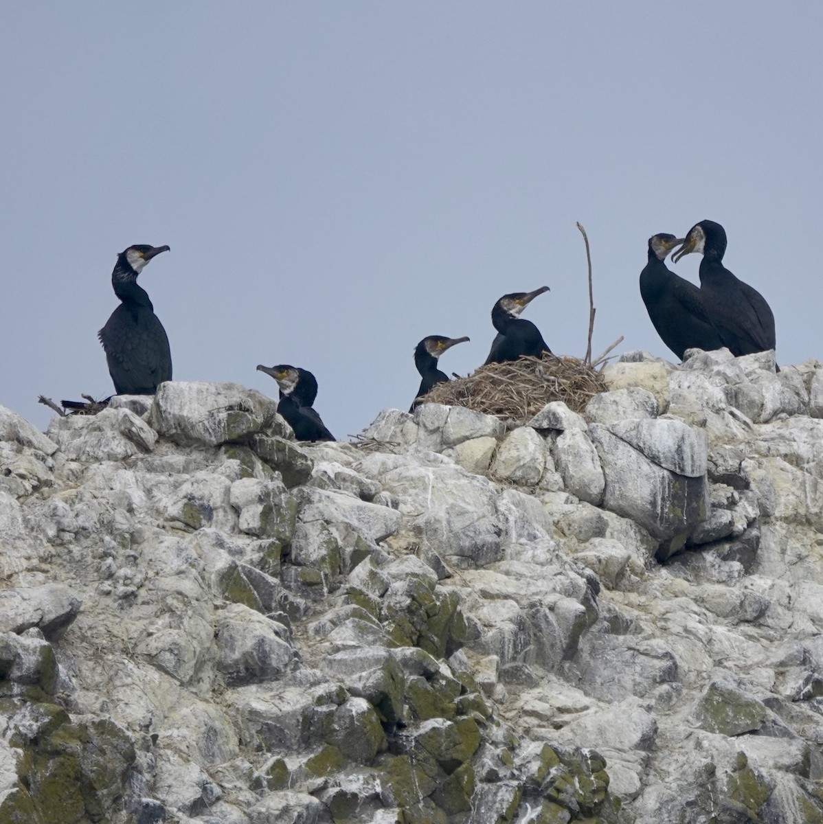 Japanese Cormorant - ML621881862