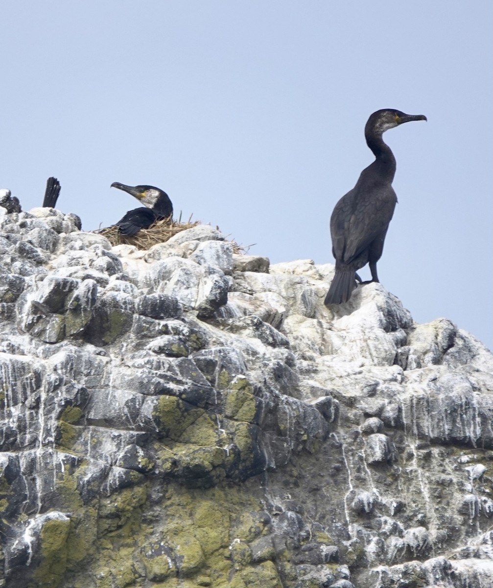 Japanese Cormorant - ML621881863