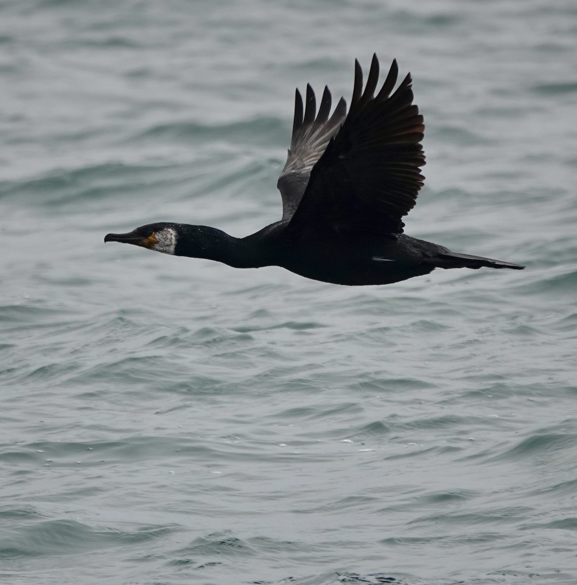 Japanese Cormorant - ML621881864