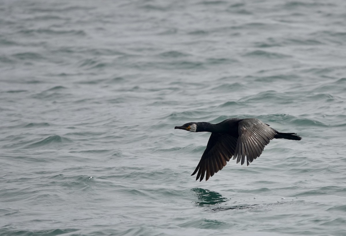 Japanese Cormorant - ML621881866