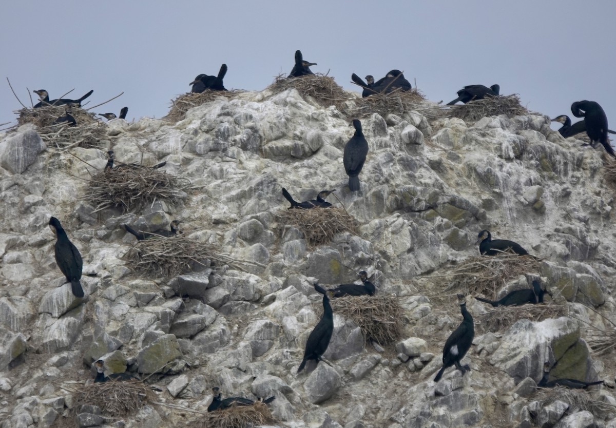 Japanese Cormorant - ML621881868