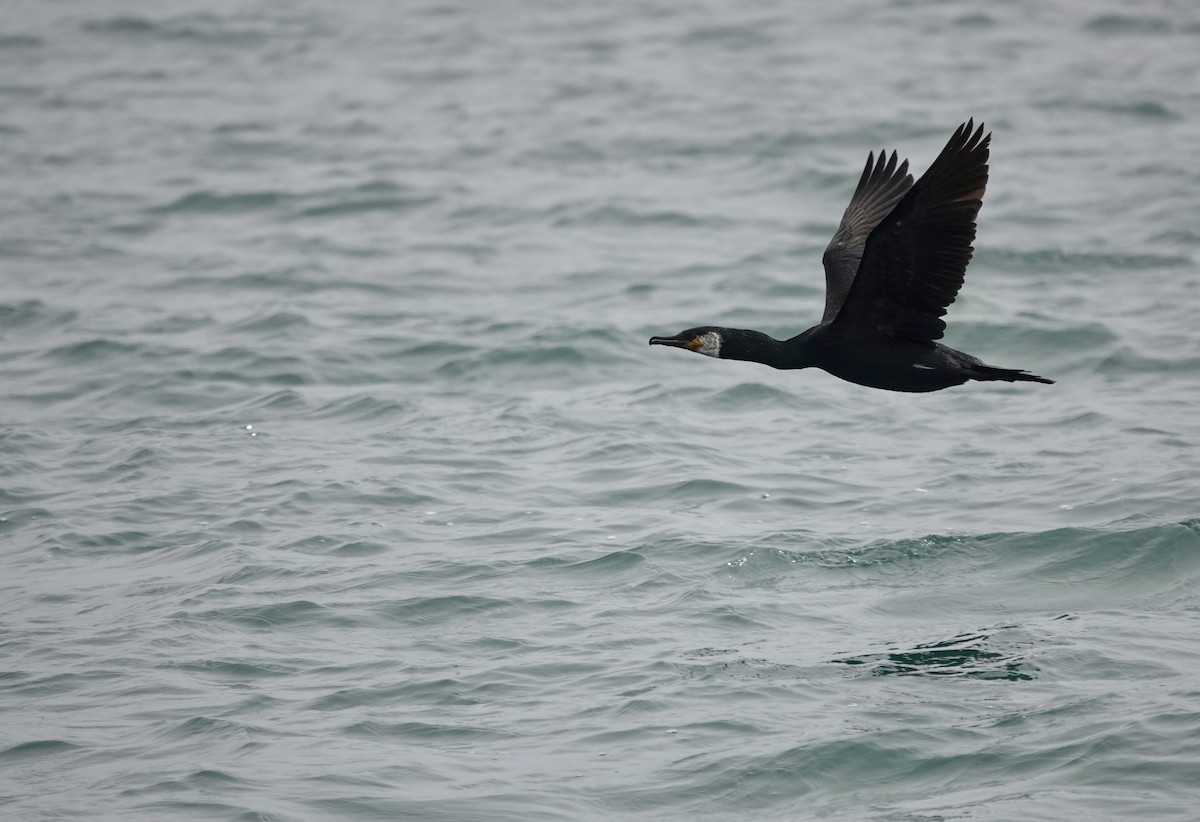 Japanese Cormorant - ML621881870