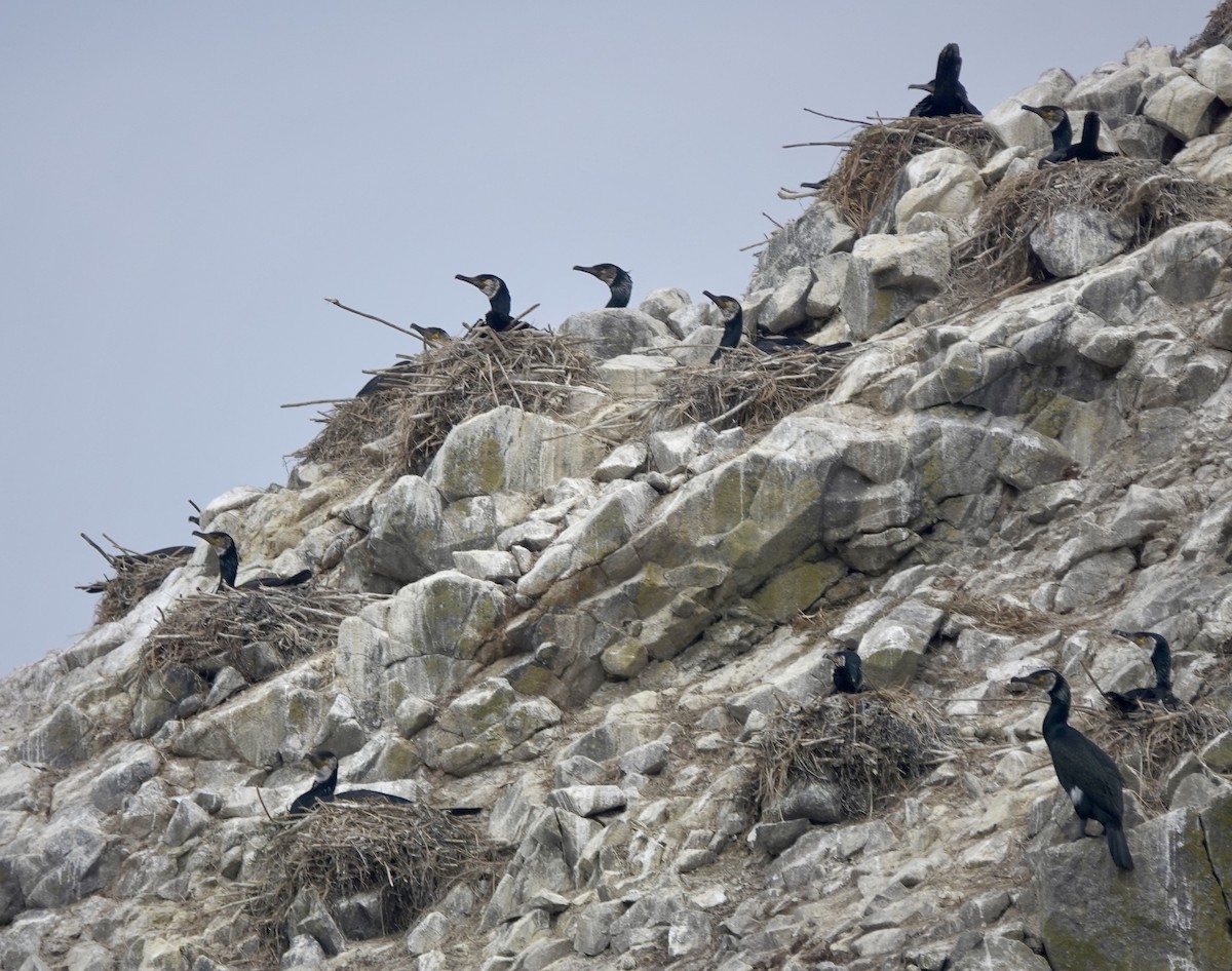 Japanese Cormorant - Martin Kennewell