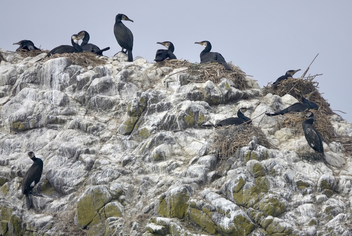 Japanese Cormorant - ML621881872