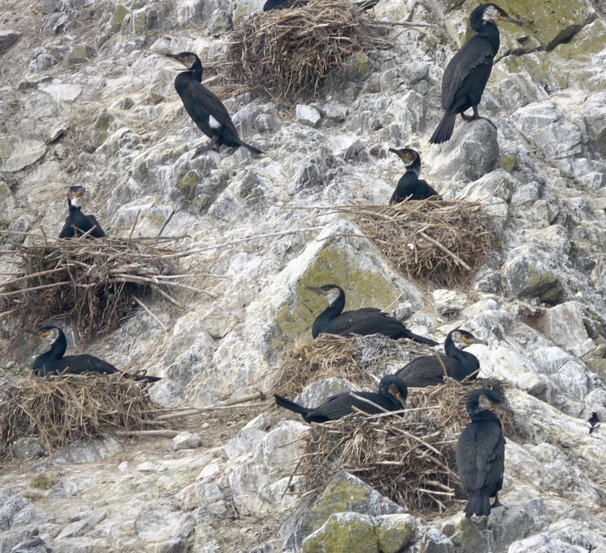 Japanese Cormorant - ML621881873