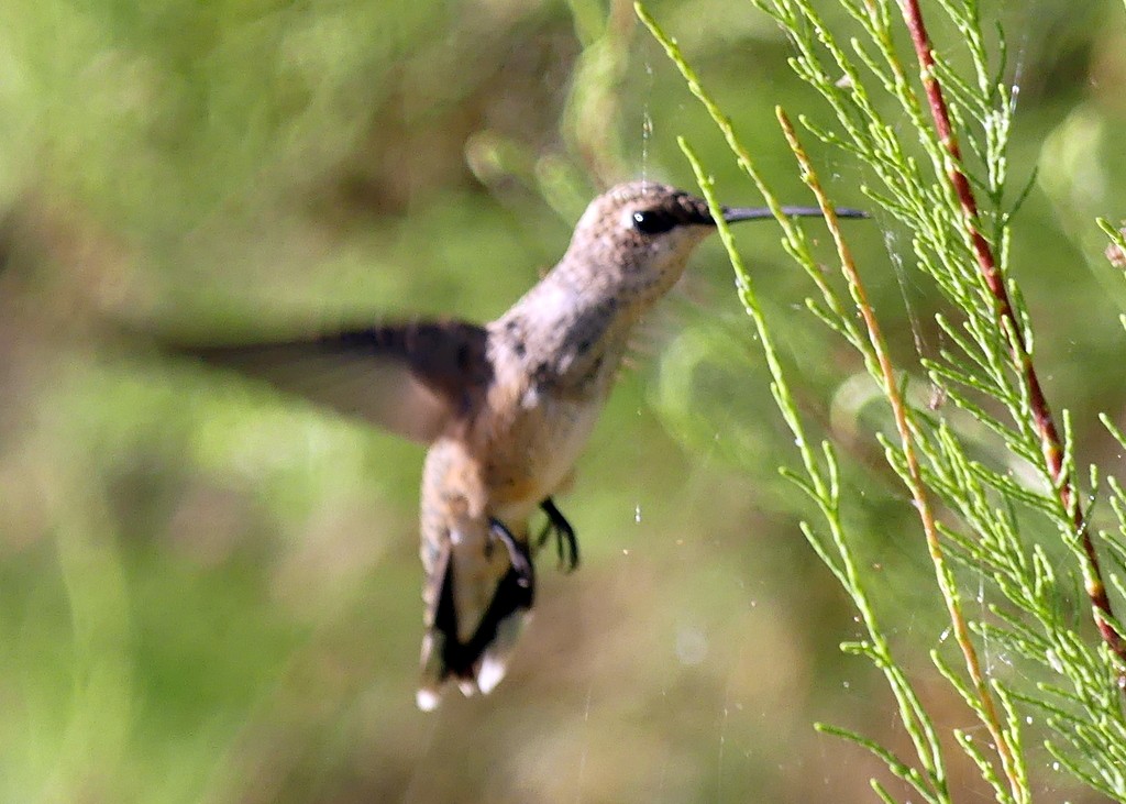 Black-chinned Hummingbird - ML621881907