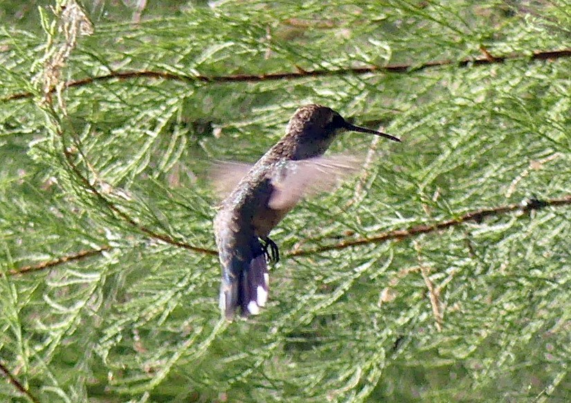 Black-chinned Hummingbird - Femi Faminu