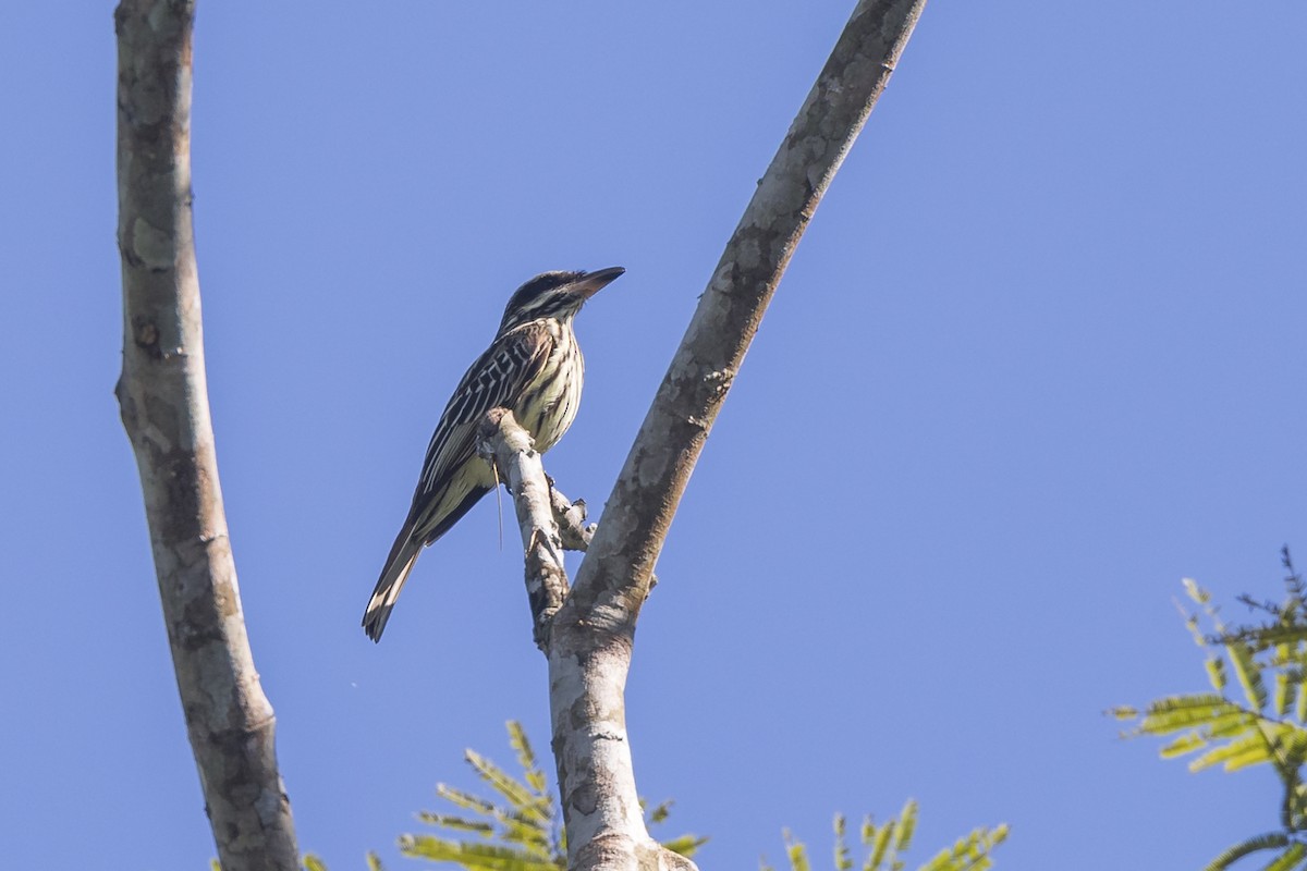 Streaked Flycatcher - ML621881909