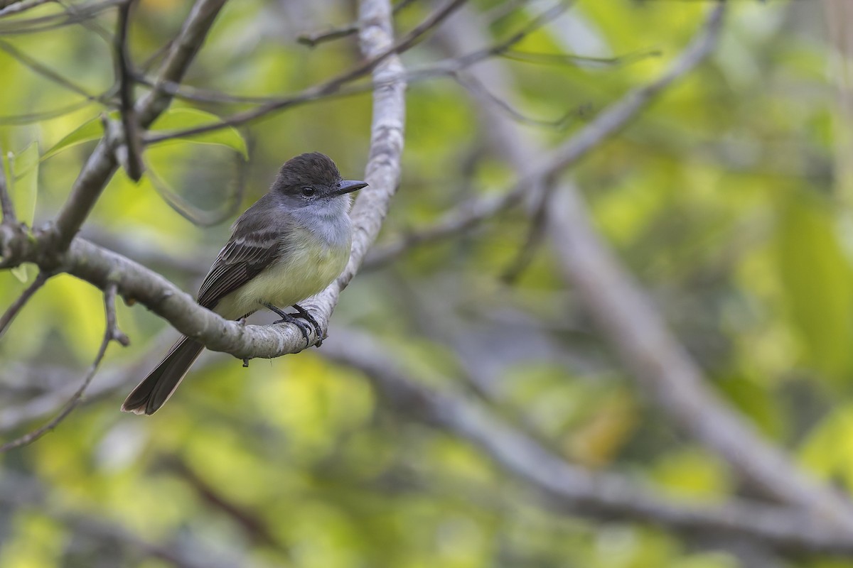 Short-crested Flycatcher - ML621881914