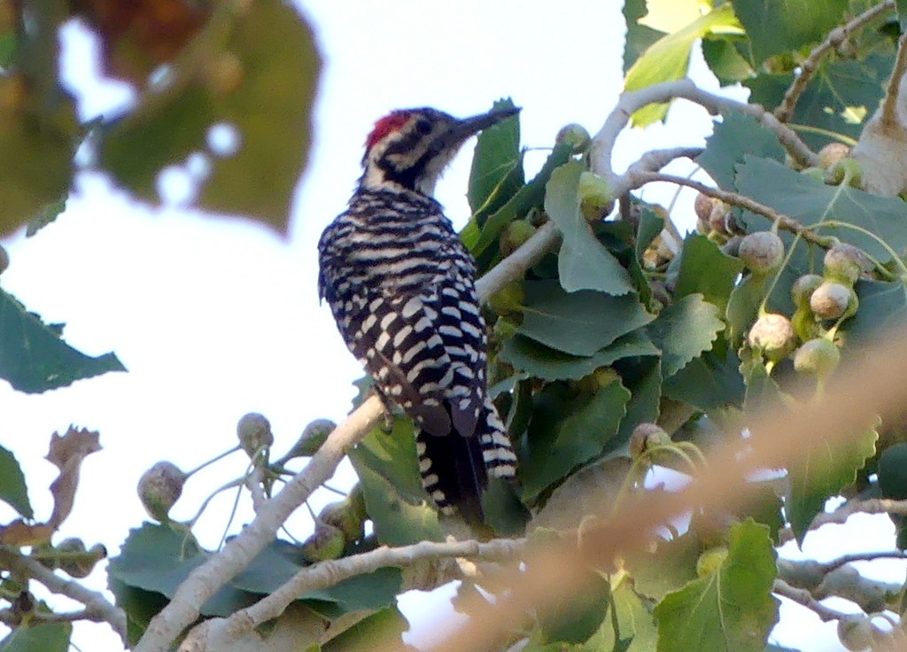 Ladder-backed Woodpecker - ML621881919