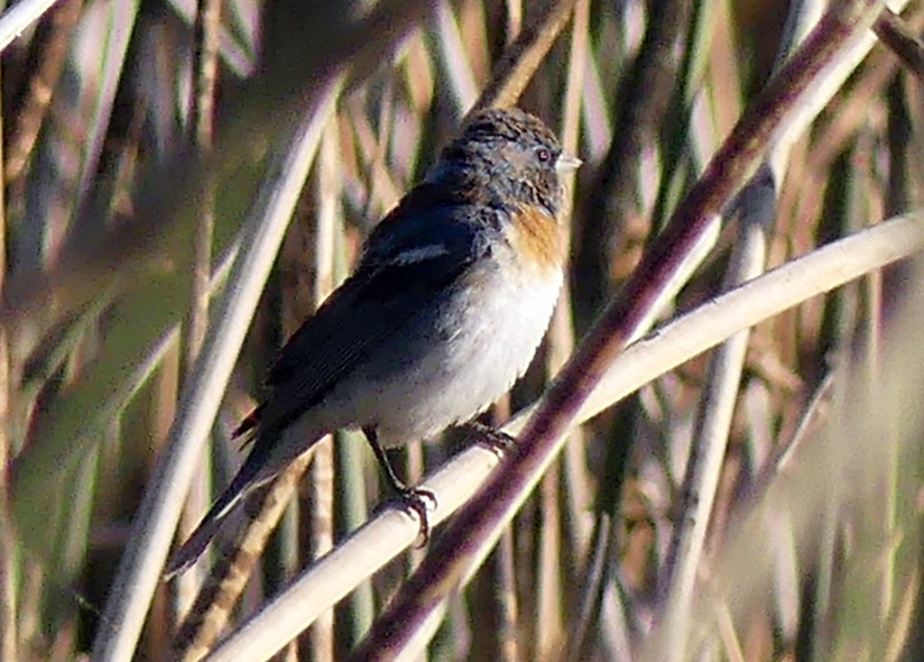 Lazuli Bunting - ML621881946