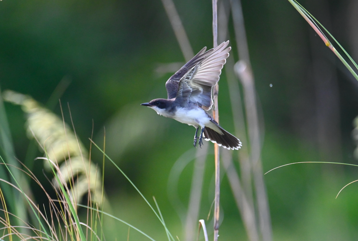 Eastern Kingbird - ML621881964