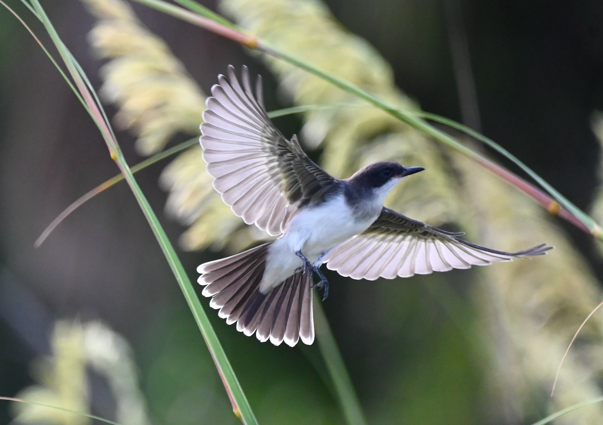 Eastern Kingbird - ML621881965