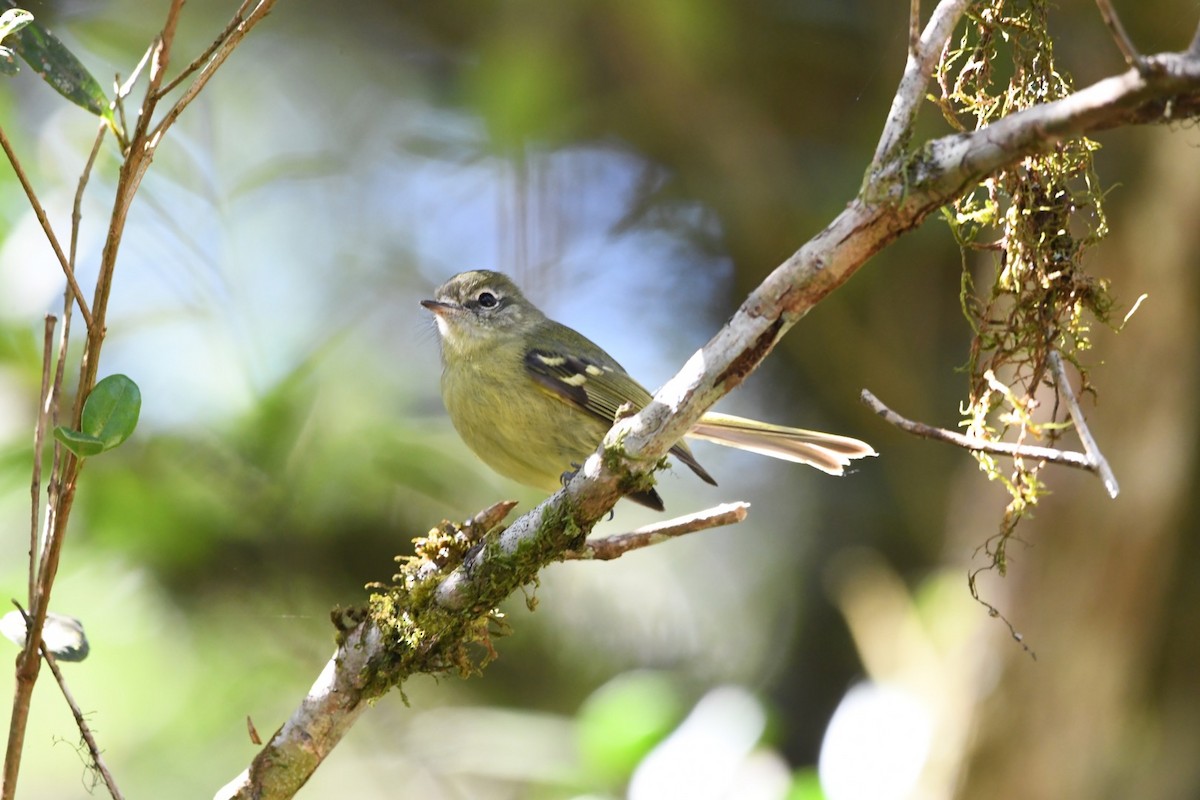 Mottle-cheeked Tyrannulet - ML621881966