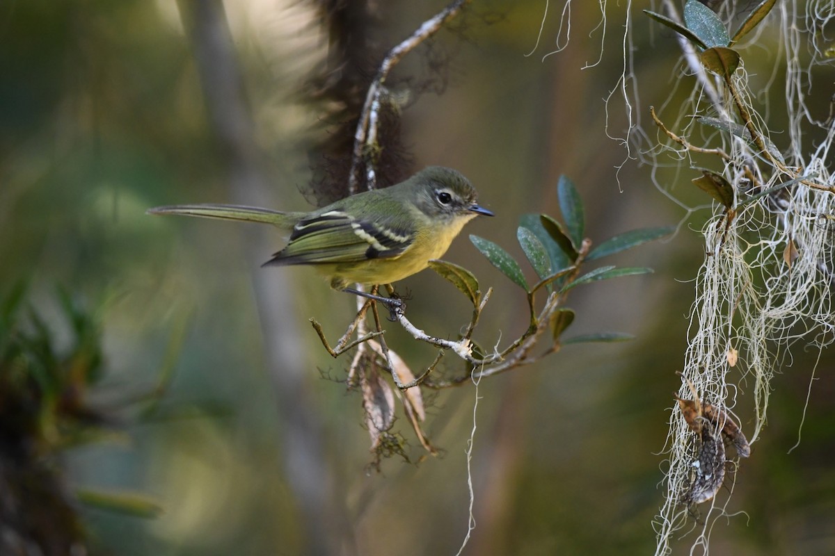 Mottle-cheeked Tyrannulet - ML621881967