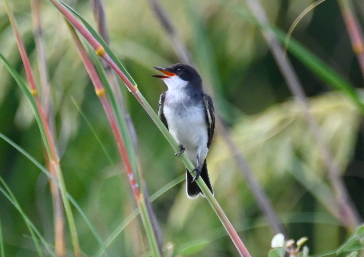 Eastern Kingbird - ML621881971