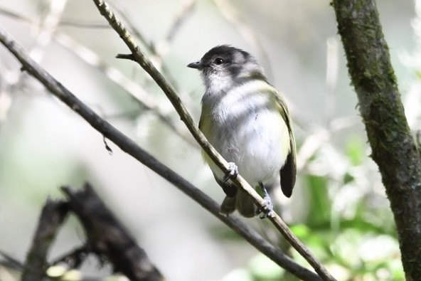 Gray-capped Tyrannulet - ML621881975