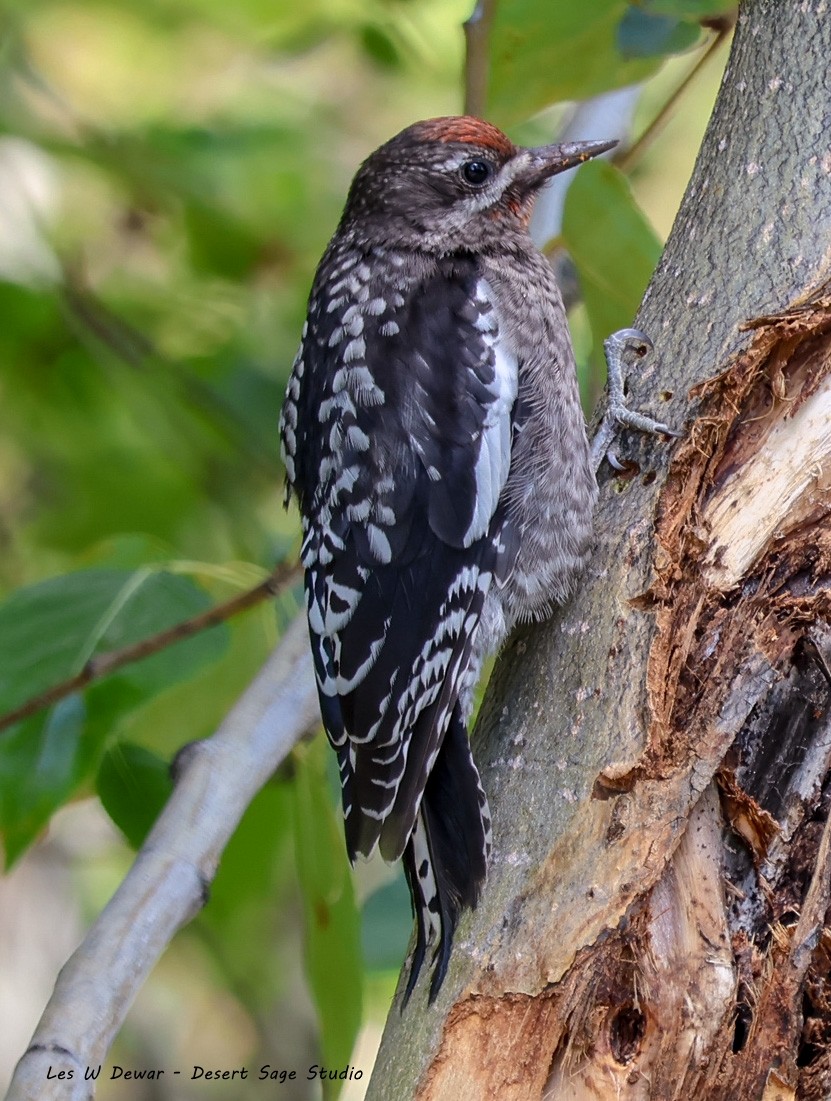 Red-naped Sapsucker - ML621881977