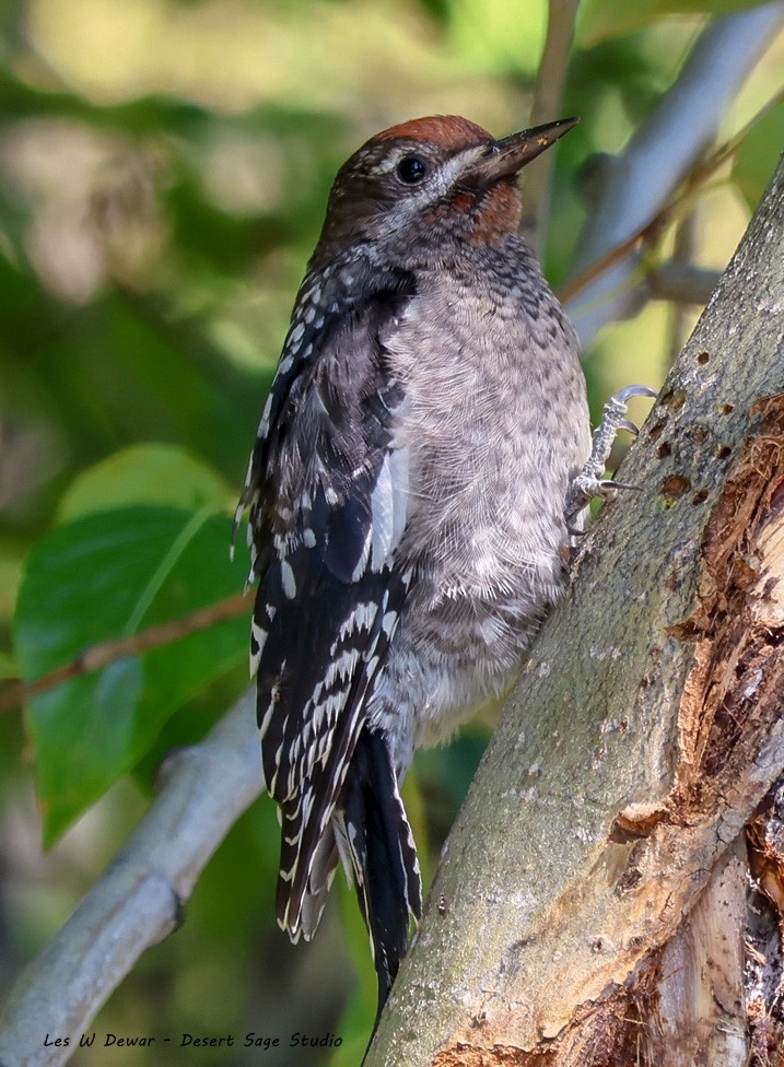 Red-naped Sapsucker - ML621881978