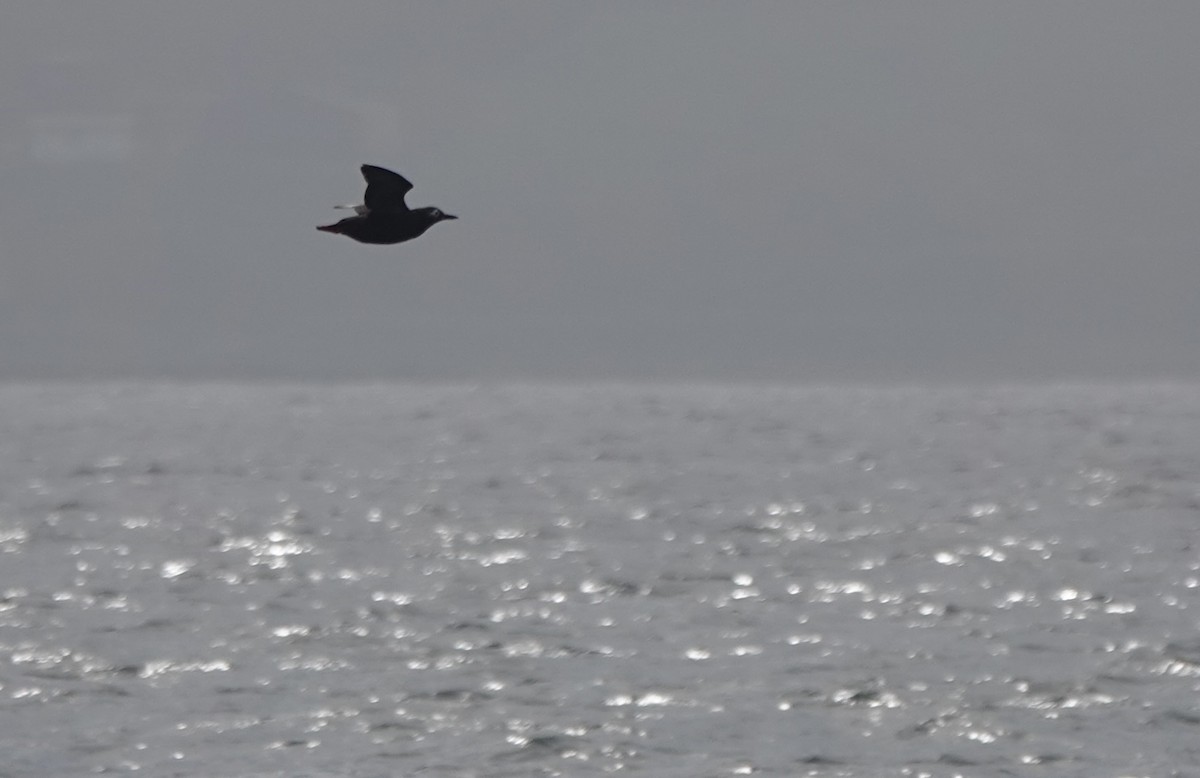 Spectacled Guillemot - ML621881987