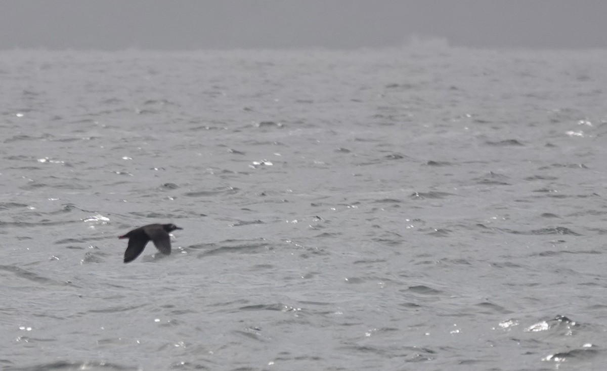 Spectacled Guillemot - ML621881989