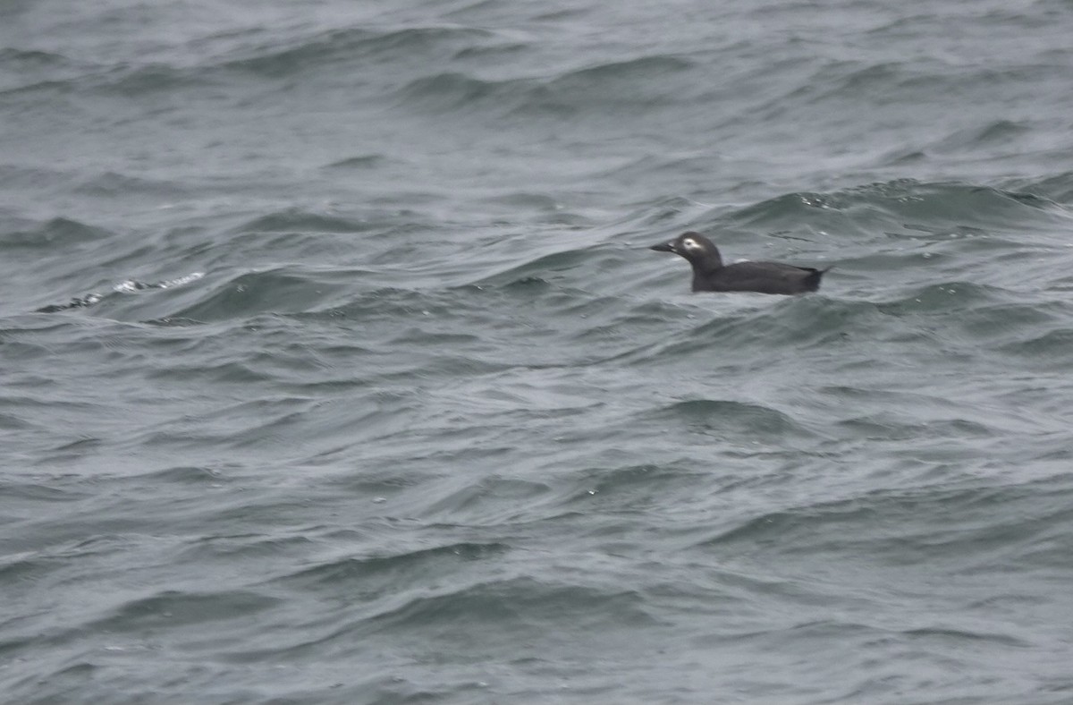 Spectacled Guillemot - ML621881990