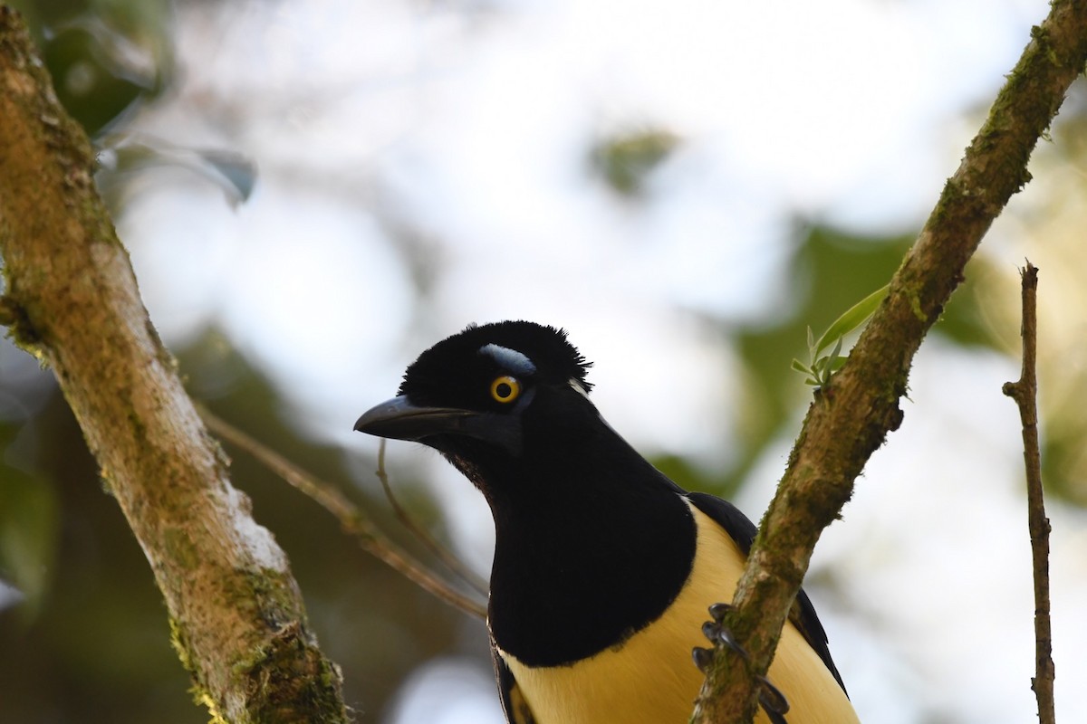 Plush-crested Jay - ML621882002