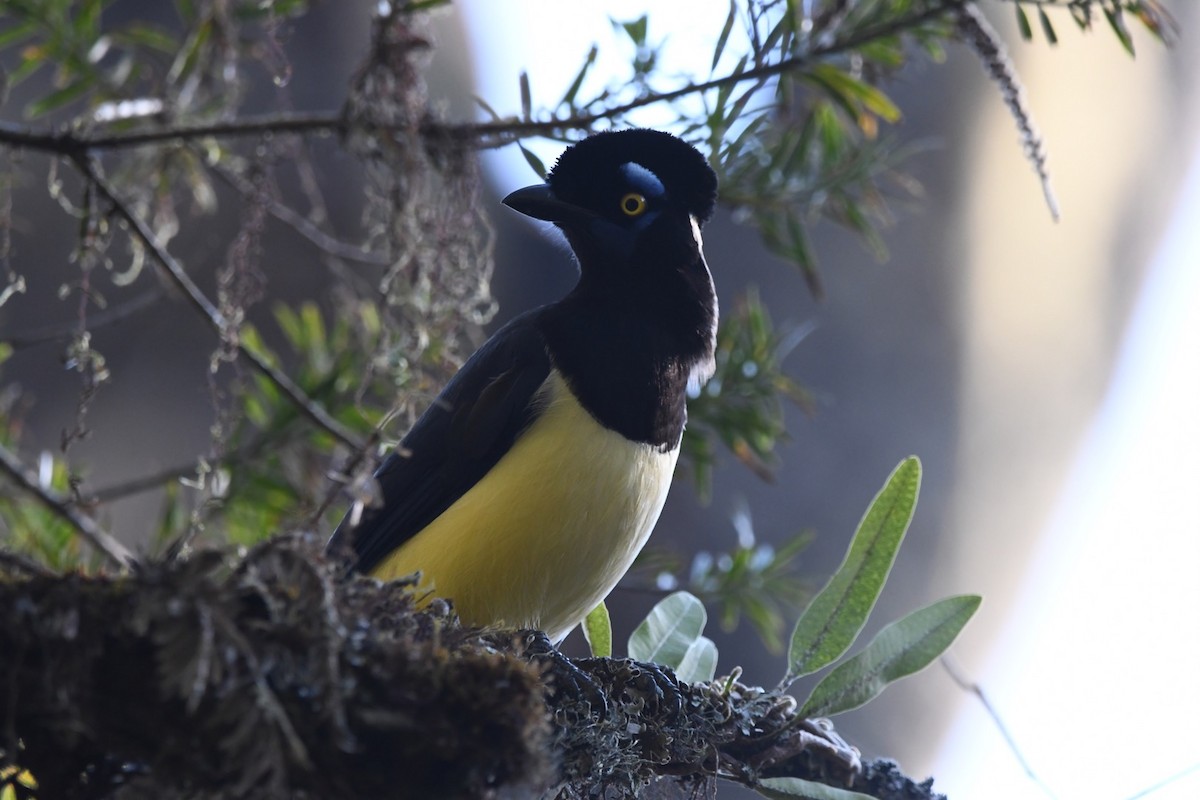 Plush-crested Jay - ML621882003