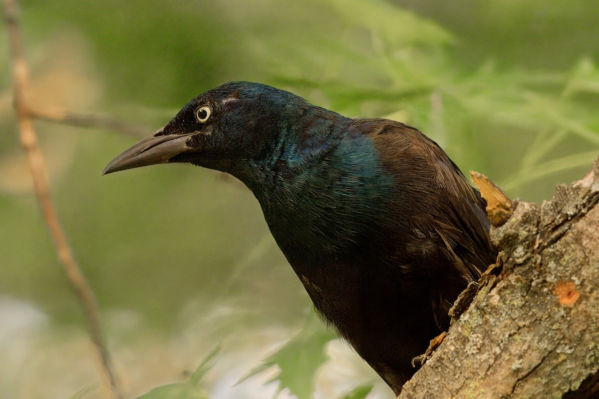 Common Grackle - ML621882009