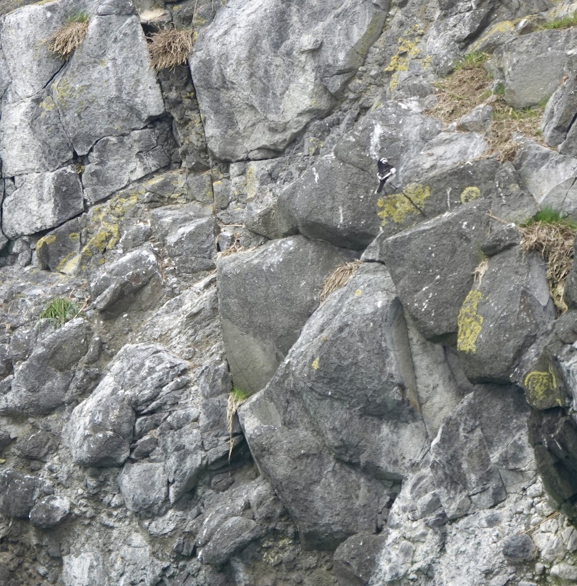 White Wagtail (Black-backed) - ML621882011