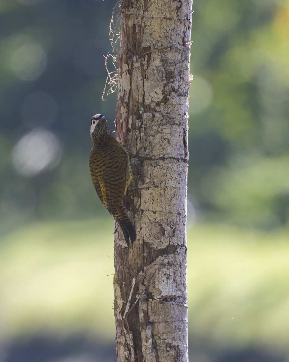 Spot-breasted Woodpecker - ML621882018