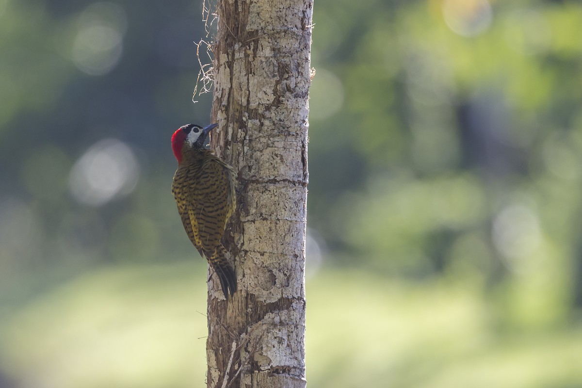 Spot-breasted Woodpecker - ML621882019